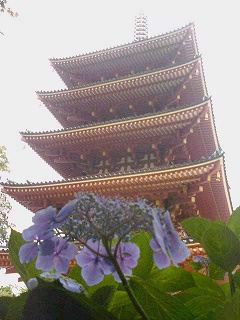 2007高幡不動尊あじさい01