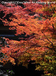 20081205osaka03.jpg