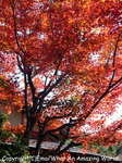 20081205osaka06.jpg
