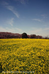 2008sakura_01.jpg
