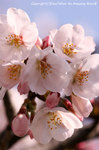 2008sakura_02.jpg