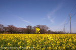 2008sakura_03.jpg