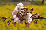 2008sakura_04.jpg