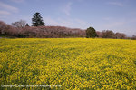 2008sakura_05.jpg