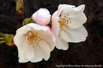 2008sakura_06.jpg