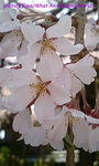 sakura2006_01.jpg