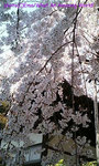 sakura2006_02.jpg