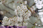大阪城の桜